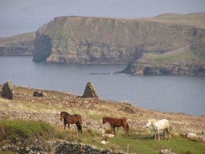 Horses Clare ireland